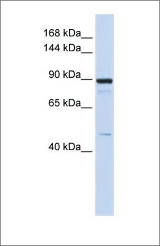 Anti-PDE3B antibody produced in rabbit