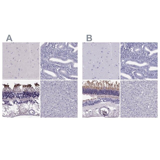 Anti-PDE6A antibody produced in rabbit