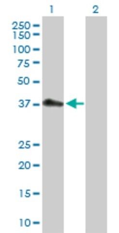 Anti-PDCD2L antibody produced in rabbit