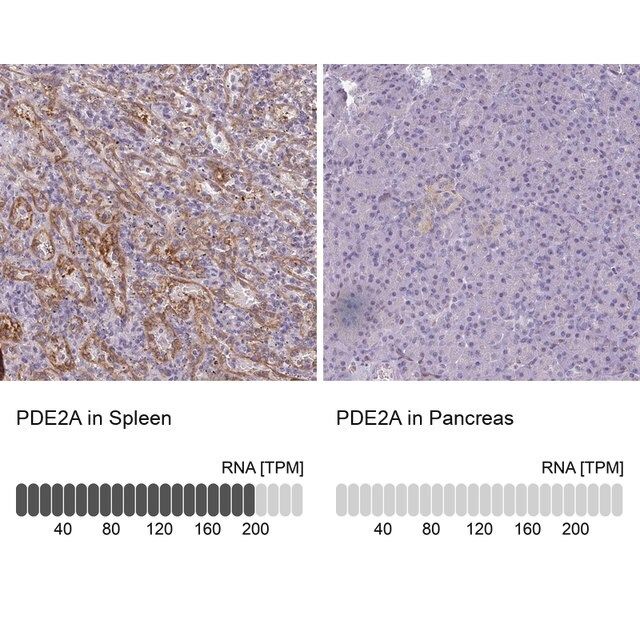 Anti-PDE2A antibody produced in rabbit