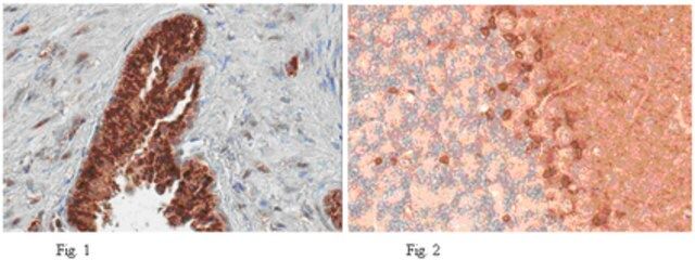 Anti-PDE9A Antibody