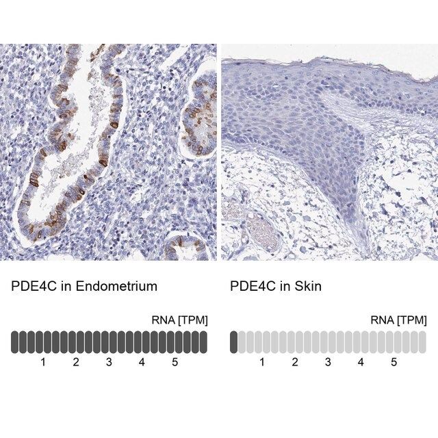 Anti-PDE4C antibody produced in rabbit