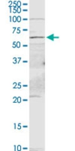 Anti-PDE9A antibody produced in rabbit