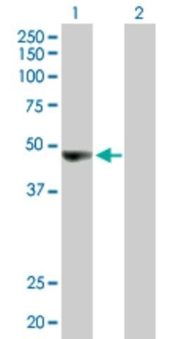 Anti-ORC4L antibody produced in rabbit