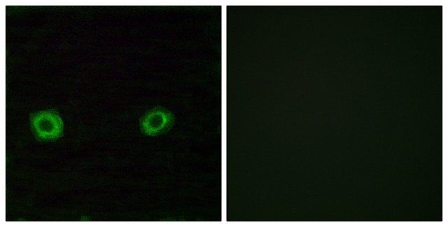 Anti-OR2D3 antibody produced in rabbit