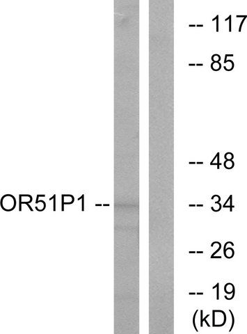 Anti-OR51D1 antibody produced in rabbit