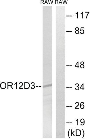 Anti-OR12D3, C-Terminal antibody produced in rabbit