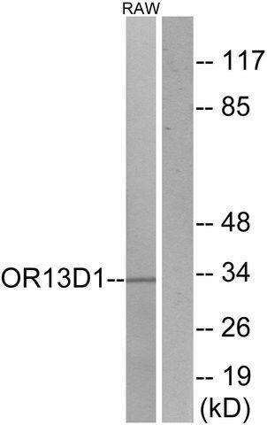 Anti-OR13D1 antibody produced in rabbit