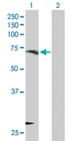 Anti-ORC3L antibody produced in rabbit