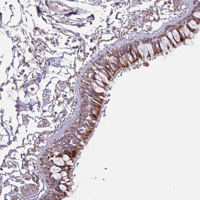 Anti-OR2D3 antibody produced in rabbit