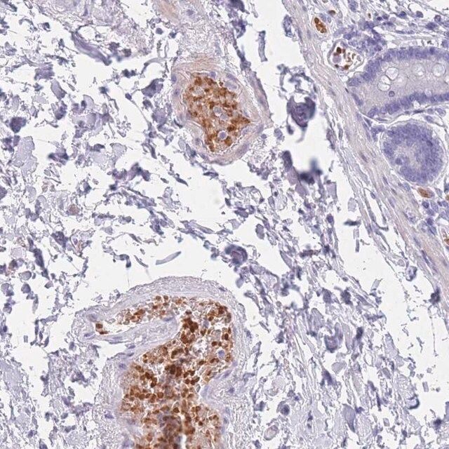 Anti-OR5D16 antibody produced in rabbit