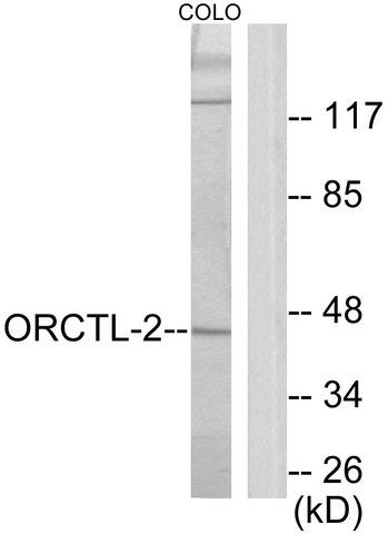 Anti-ORCTL-2 antibody produced in rabbit