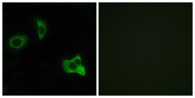 Anti-OR8D1 antibody produced in rabbit