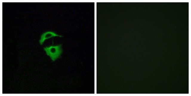 Anti-OR2D2 antibody produced in rabbit