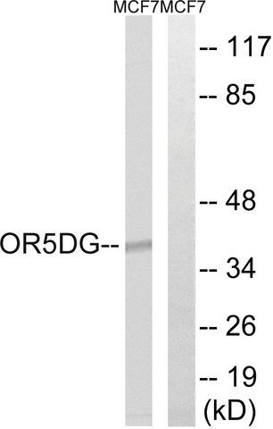 Anti-OR5D16 antibody produced in rabbit