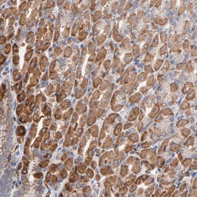 Anti-OXA1L antibody produced in rabbit