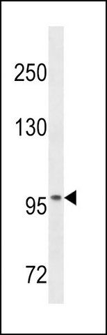 ANTI-OTUD7A (N-TERM) antibody produced in rabbit