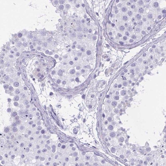 Anti-OXLD1 antibody produced in rabbit