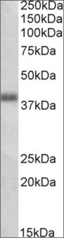 Anti-OXER1 (C-terminal) antibody produced in goat