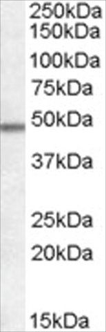 Anti-OX1R AND OX2R antibody produced in goat