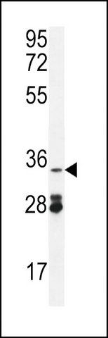 ANTI-OXNAD1 (C-TERM) antibody produced in rabbit