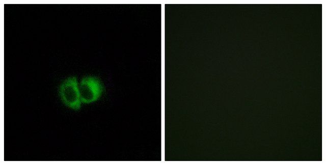 Anti-OXER1 antibody produced in rabbit