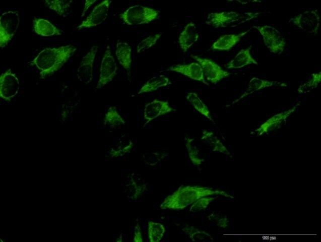 Anti-OXA1L antibody produced in mouse