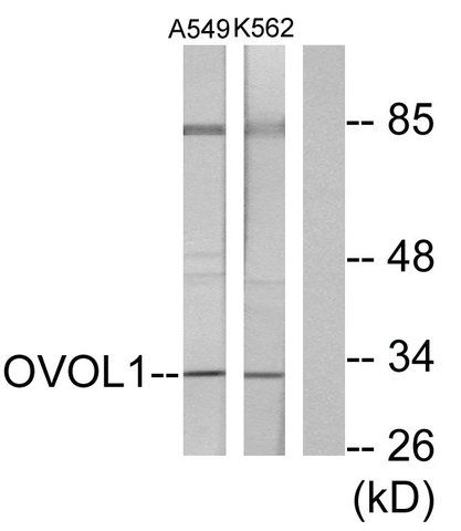 Anti-OVOL1 antibody produced in rabbit