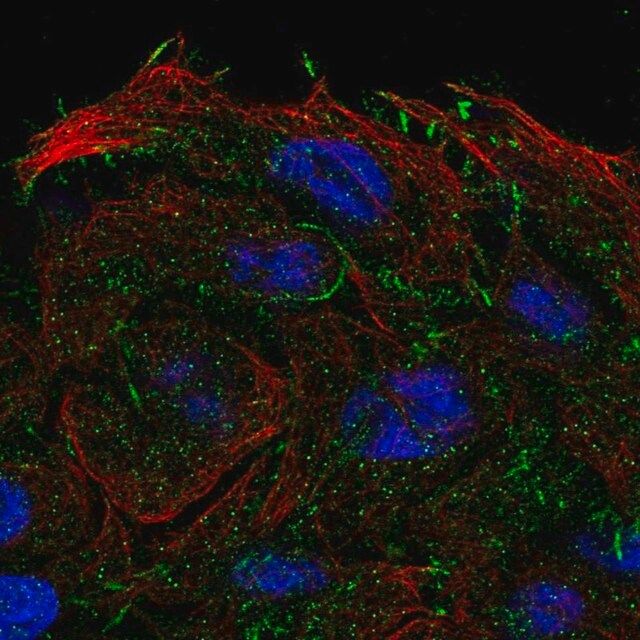 Anti-OXGR1 antibody produced in rabbit