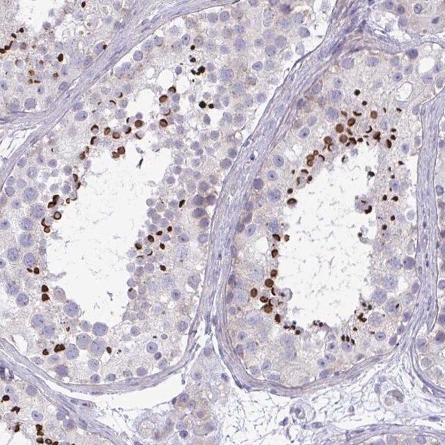 Anti-OXLD1 antibody produced in rabbit