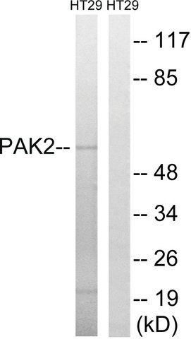 Anti-PAK2 antibody produced in rabbit