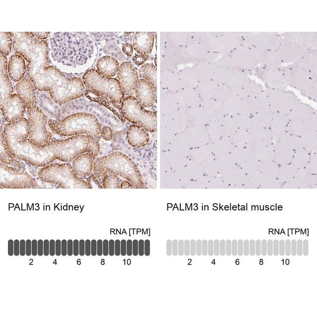 Anti-PALM3 antibody produced in rabbit