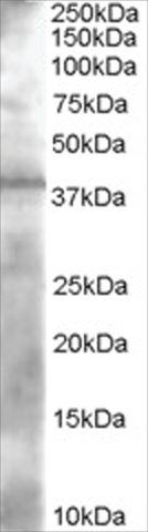 Anti-PAN ADH antibody produced in goat