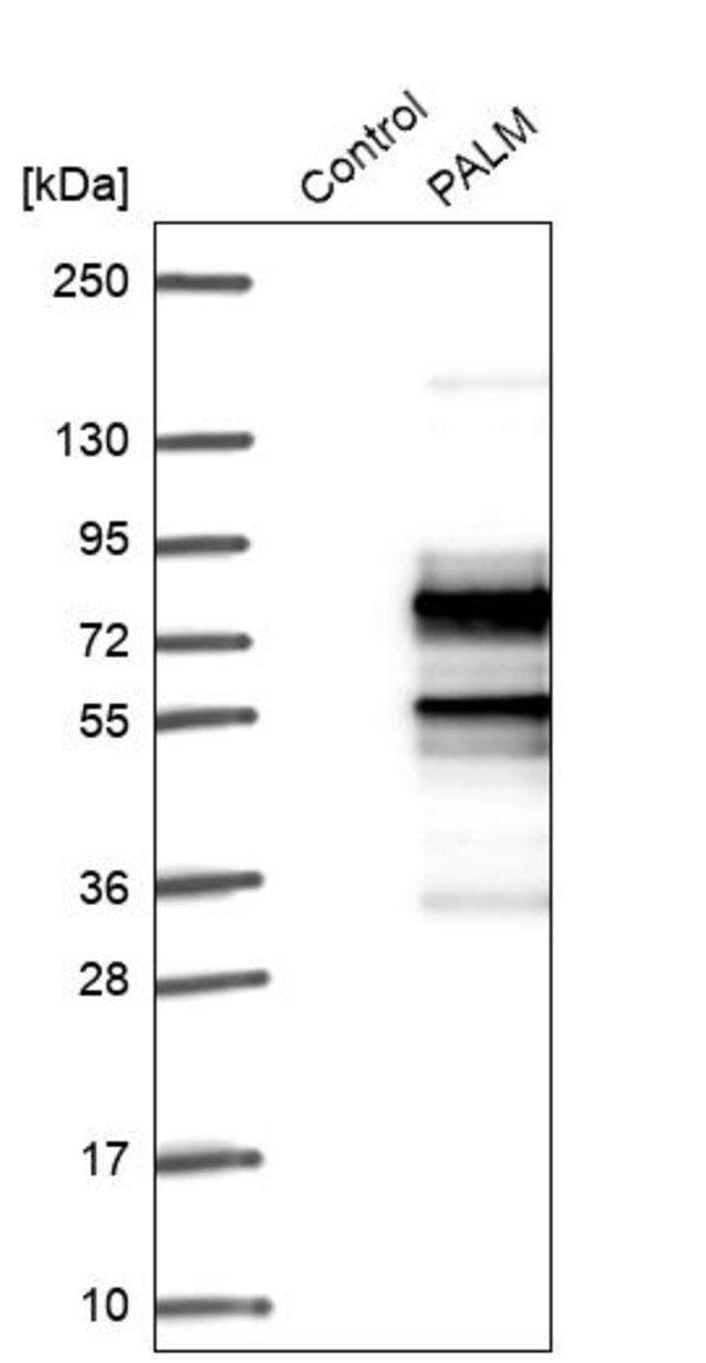 Anti-PALM antibody produced in rabbit