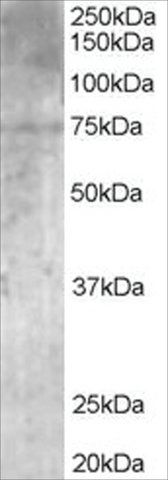 Anti-PALS/MPP5 antibody produced in goat