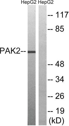 Anti-PAK2 antibody produced in rabbit