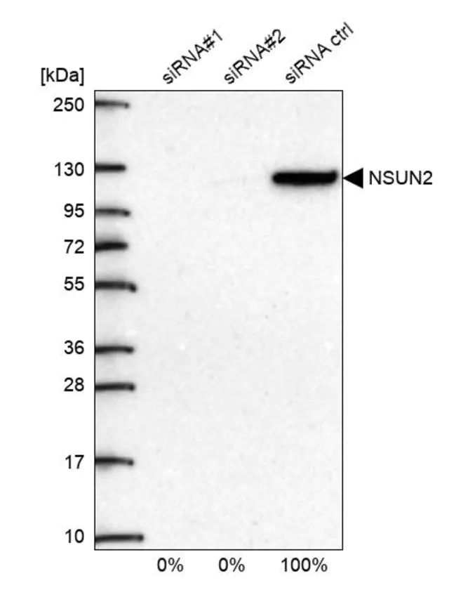 Anti-NSUN2 antibody produced in rabbit