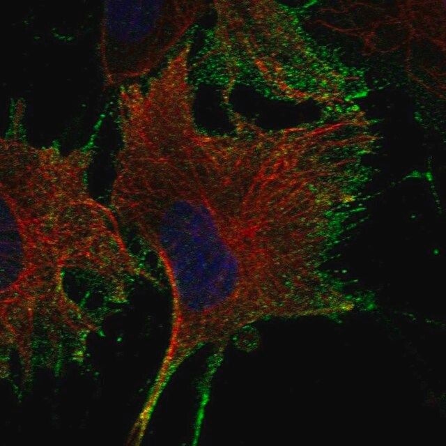 Anti-NTNG1 antibody produced in rabbit