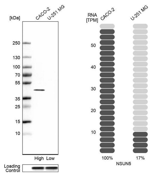 Anti-NSUN5 antibody produced in rabbit