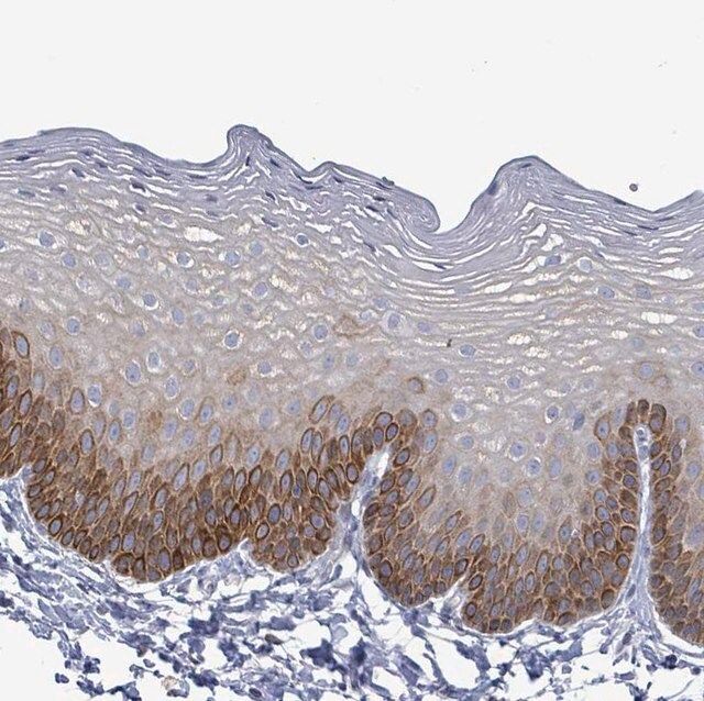 Anti-NTN3 antibody produced in rabbit