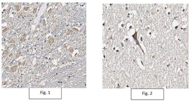 Anti-NTR1 Antibody, clone 8F11.1