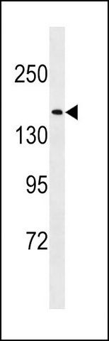 ANTI-NU188 (N-TERM) antibody produced in rabbit