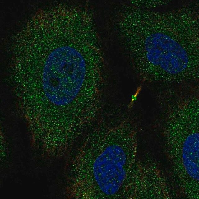 Anti-NTNG2 antibody produced in rabbit