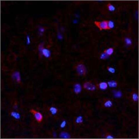 Anti-NTN4 antibody produced in rabbit