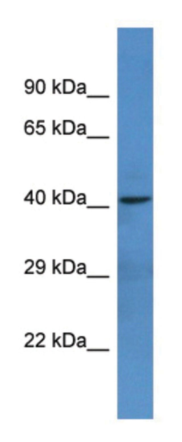 Anti-NTNG1 (C-terminal) antibody produced in rabbit