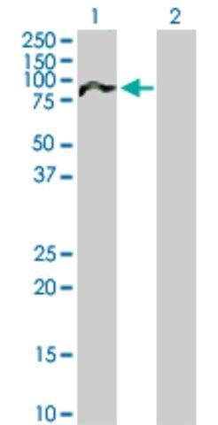 Anti-NUAK2 antibody produced in mouse