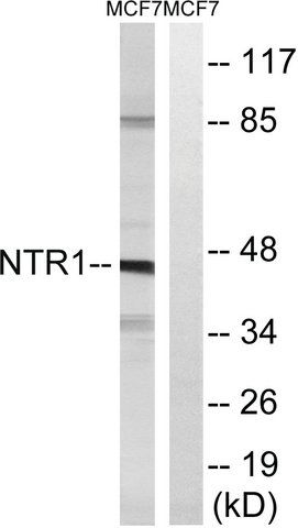 Anti-NTR1 antibody produced in rabbit