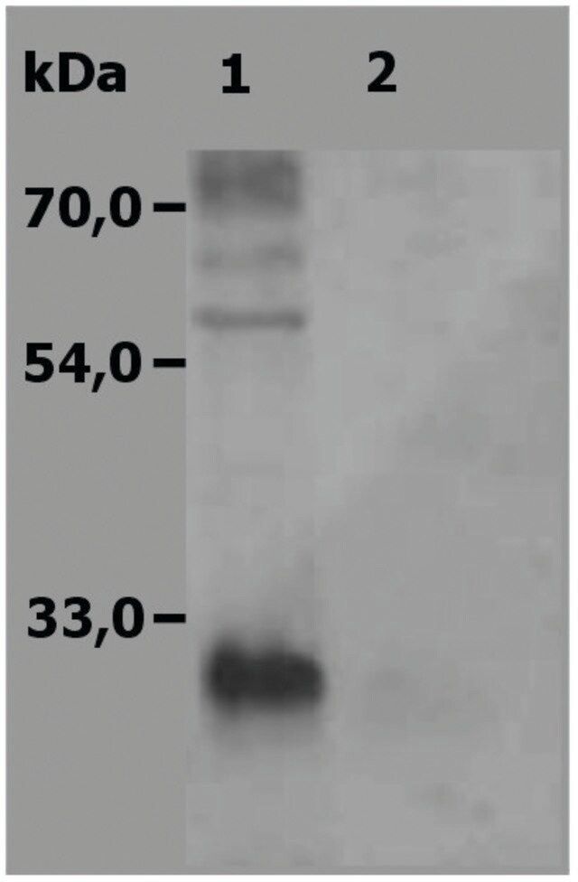 Anti-NTAL antibody produced in rabbit