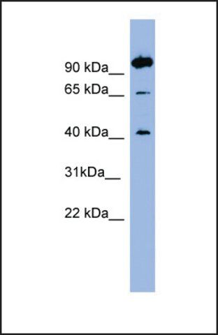 Anti-NTSR1, (N-terminal) antibody produced in rabbit