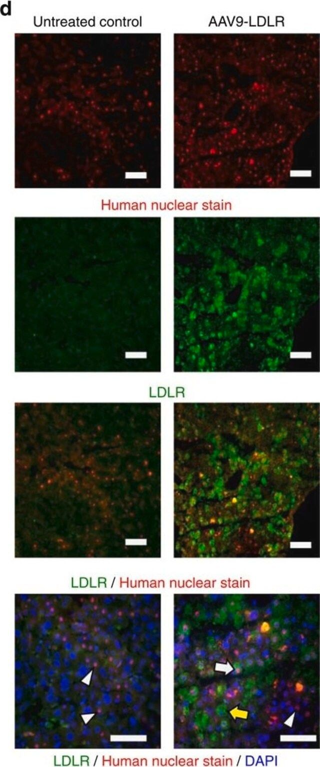 Anti-Nuclei Antibody, clone 235-1